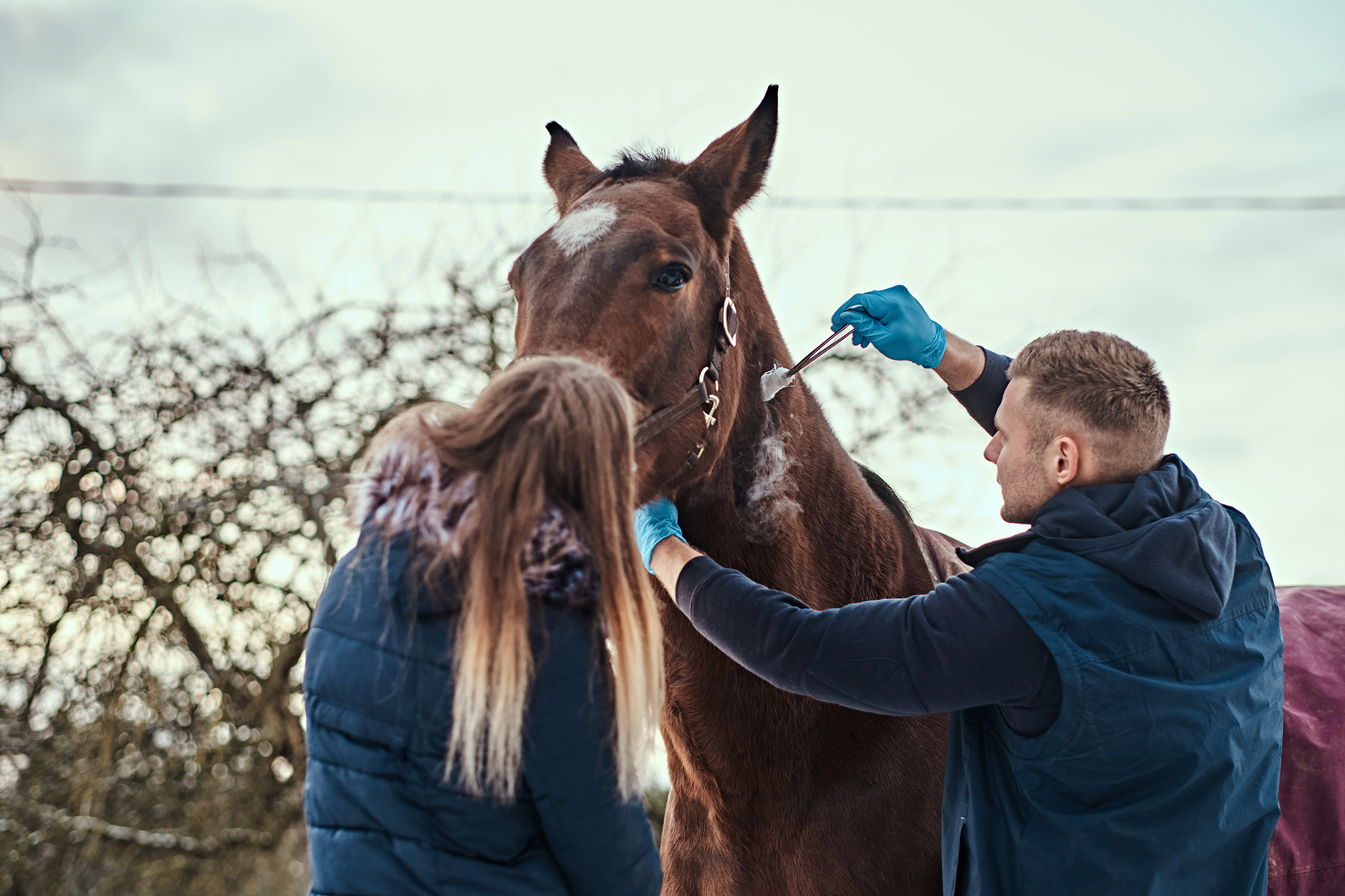 Equine massage therapy - hands on horse muscles